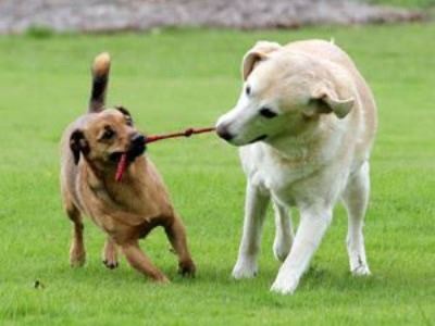 dogs playing